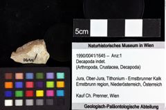 Foto (Objket + Etiketten) von Decapoda indet. 